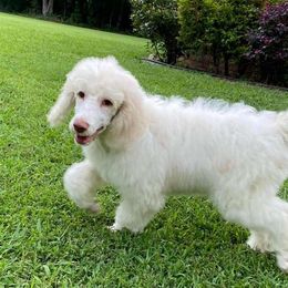 Poodle All Grown Up from Copper Canyon Standard Poodles