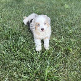 Australian Shepherd Puppies from Mud Path Australian Shepherds