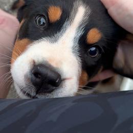 Boy 1 - Black, white and red male Greater Swiss Mountain Dog puppy in Knoxville, Maryland from Dahlgren Swissys