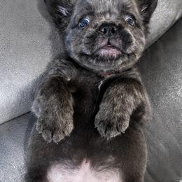 Boy 1 - Blue fawn male French Bulldog puppy in Riverside, California from Poodles