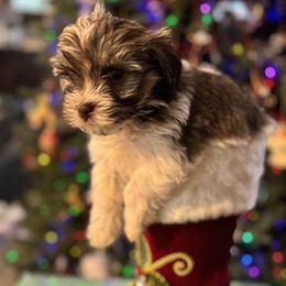 Rawley is sweet and gentle, he's curious and playful - Chocolate sable male Havanese puppy in Bealeton, Virginia from Sonny's Pups