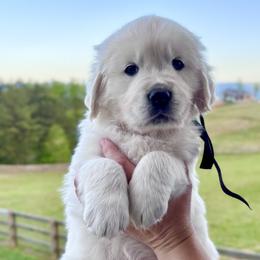 Mr. Black - Light golden male Golden Retriever puppy in Jasper, Tennessee from Suncoast Goldens