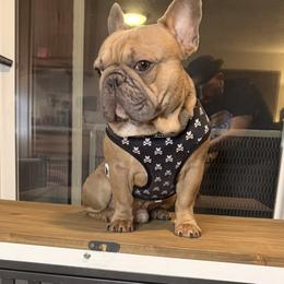 Enzo - French Bulldog