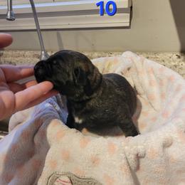 Girl 4 - Brindle female Mastiff puppy in Atlanta, Michigan from Legacy Mastiffs
