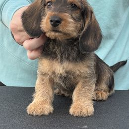 Dachshund Puppies from Passport Dachshunds