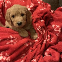Goldendoodle Puppies from Cooley Doodles