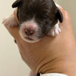 Baby blue collar - Parti male Labradoodle puppy in Manor, Texas from The Lovadoodles of Texas