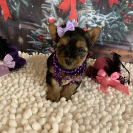 Girl purple 1500 - Black and tan female Yorkshire Terrier puppy in Douglas, Georgia from Southern Georgia Yorkies and biewers
