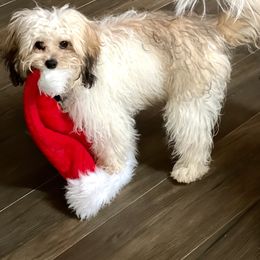 Cavapoo and Poodle All Grown Up from Bright Morning Star Pups
