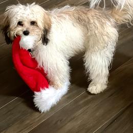 Cavapoo and Poodle All Grown Up from Bright Morning Star Pups