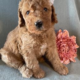 Goldendoodle Puppies from Aimee Schamback