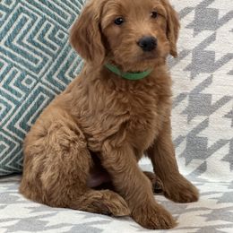 Bernedoodle and Goldendoodle Puppies from Ruby's Doodles