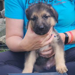 Blue - Bi-color male German Shepherd puppy in Osage, Minnesota from Catensrud