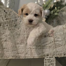 Rudolph - Parti male Maltipoo puppy in Washington from Mt.BakerPoodles&Doodles