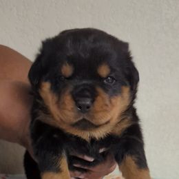 Girl 1 - Rottweiler puppy from Galaxia Rottweilers
