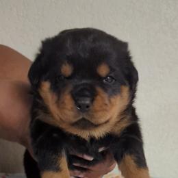Girl 1 - Rottweiler puppy from Galaxia Rottweilers