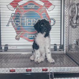 Labradoodle Puppies from Tyson's Farm Doodles