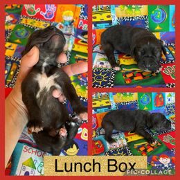 Lunch Box - Blue male Catahoula Leopard Dog puppy in Forbes, Minnesota from North Country Catahoulas