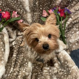 Mabel - Yorkshire Terrier