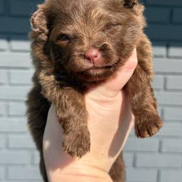 Girl 1 - Chocolate female Pomeranian puppy in Newark, Ohio from Keeperofstars Pomeranians