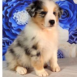 Australian Shepherd Puppies from Winsome Aussies