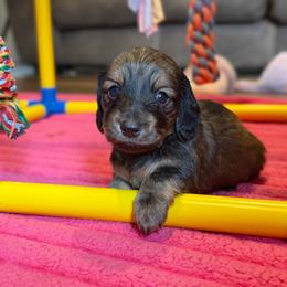 Harlan - Cream male Dachshund puppy in Hornbeck, Louisiana from A&Z Mini Dachshunds