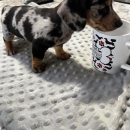 Dachshund Puppies from Dachshund Family Love Breeders
