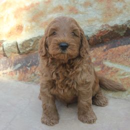 Australian Labradoodle Puppies from Labradoodle Story Tails