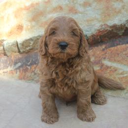 Australian Labradoodle Puppies from Labradoodle Story Tails