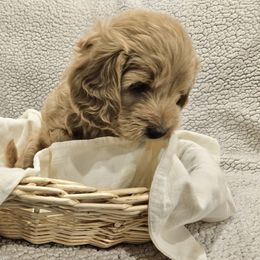 Goldendoodle Puppies from Pemberley Puppies