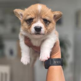 Girl 3 - White and red female Pembroke Welsh Corgi puppy in San Diego, California from San Diego Corgis