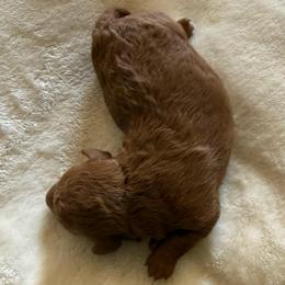 Benny boy 2 - Red male Assorted Doodle Crosses puppy in Churchill County Fallon, Nevada from Card Family Ranch