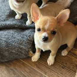 Chihuahuas from J and E