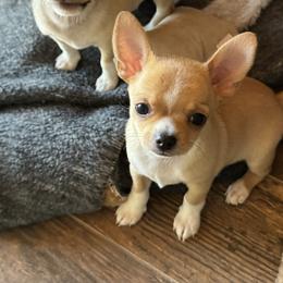 Chihuahuas from J and E