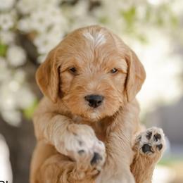 Goldendoodles from Hunter Golden doodles