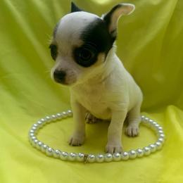 Anna (runt) teeny - Black and white female Chihuahua puppy in Seneca, Missouri from Stephanie’s Puppy Colony