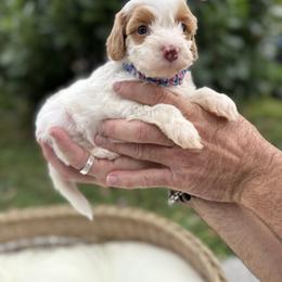 Rory - Brown and white female Bernedoodle puppy in Cocoa, Florida from The Beach Doodles