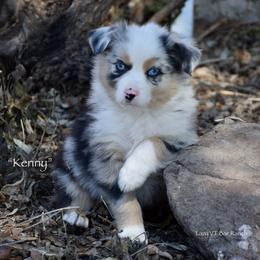 Kenny - Blue merle male Miniature Australian Shepherd puppy in Evant, Texas from Lazy VT Bar Ranch