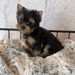 Sasha - Black and gold female Yorkshire Terrier puppy in Luray, Tennessee from Little Angel Yorkies