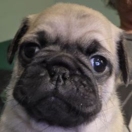 Huckleberry - Fawn male Pug puppy in Madera, California from Hills Pugs