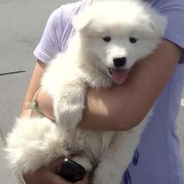 Samoyed Puppies from Long Run Samoyeds