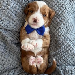LR- Blue Boy - Red  male Goldendoodle puppy in Lewisville, Texas from Texas Goldendoodle Lovers