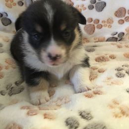 Girl - yellow - Pembroke Welsh Corgi puppy in Waynesboro, Virginia from River Ridge Corgis