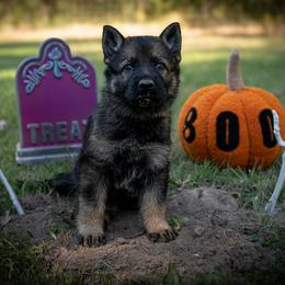 Red - Sable female German Shepherd puppy in Hammond, Louisiana from Von LaMarca German Shepherds