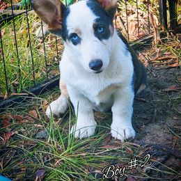 Boy 2 - Gray and white male American Corgi puppy in Natchitoches. La, Louisiana from Bleu Bayou Corgis