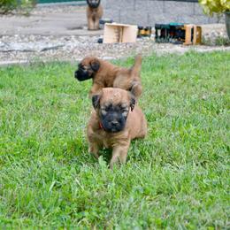 Hickory - Wheaten male Soft Coated Wheaten Terrier puppy in Kirksville, Missouri from Ironwood Ridge Kennels