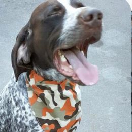 Chaos  - German Shorthaired Pointer