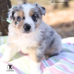 Mathis- BMM - Blue merle male Australian Shepherd puppy in Nacogdoches, Texas from TK Standard, Mini, & Toy Aussies
