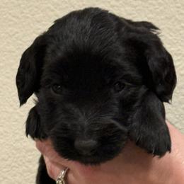 Ventress - Black female Goldendoodle puppy in Yucaipa, California from Golden Padawan Puppies