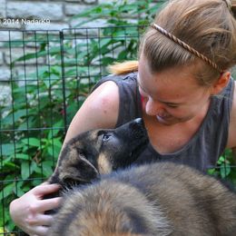 German Shepherd Puppies from von Nadar German Shepherds